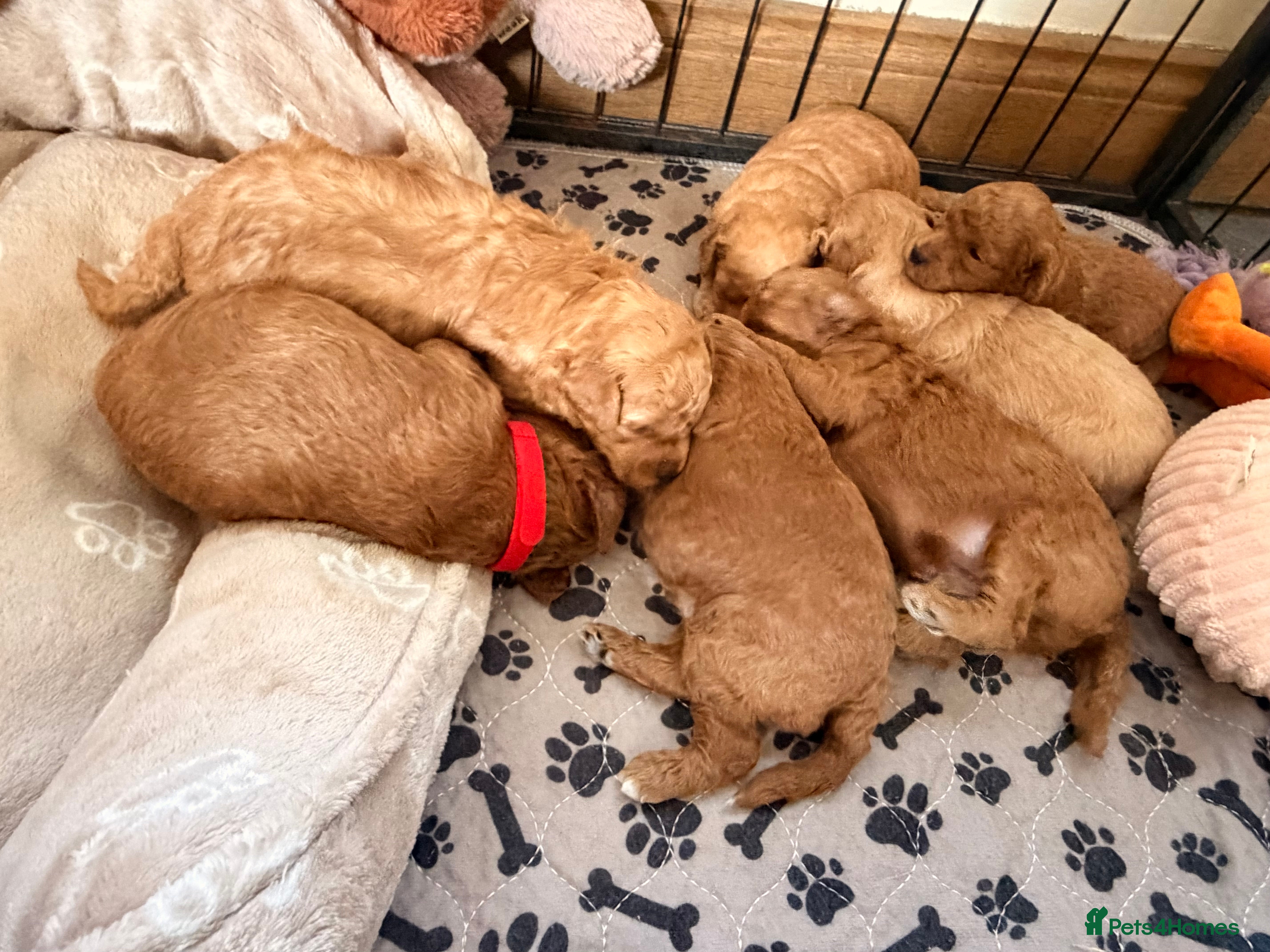 Poochon dogs Stunning deep red & apricot Poochon puppies - Advert 3