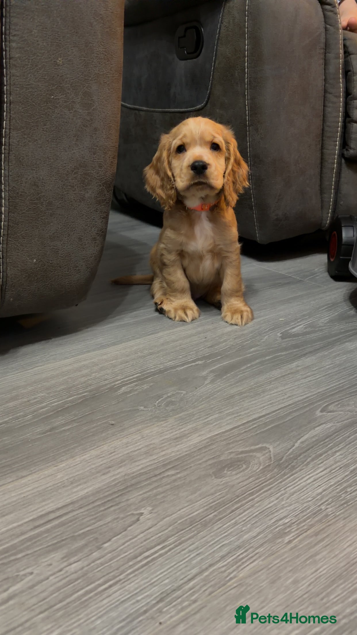 Cocker Spaniel dogs Show type cocker spaniel  - Advert 12