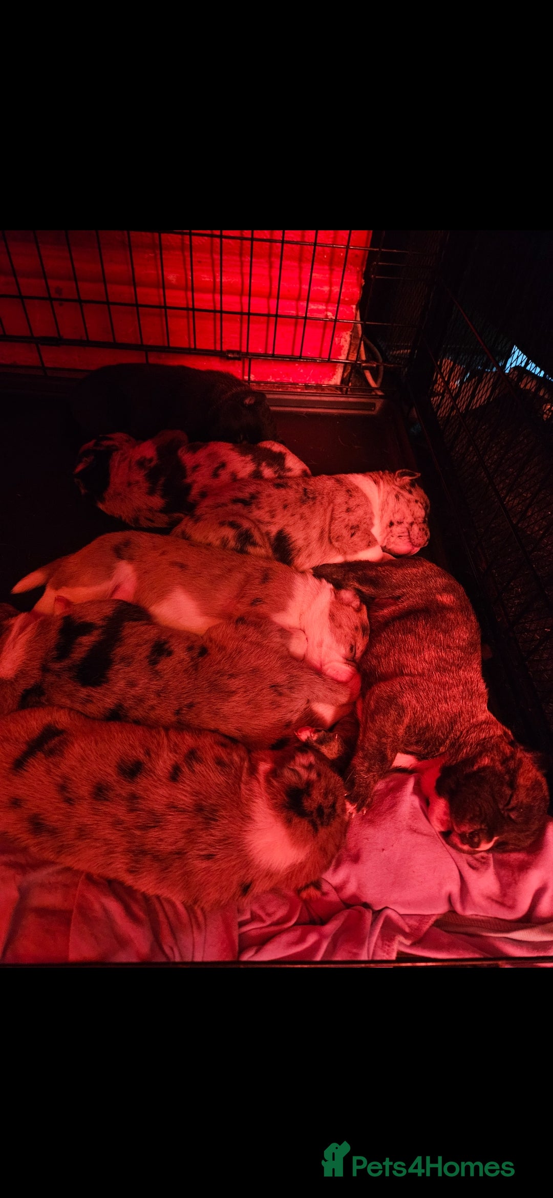 Mixed Breed dogs for sale: alapaha bull dog x  akita  - Image 3
