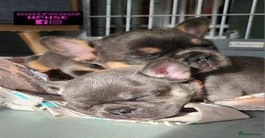 French Bulldog dogs - Advert 11