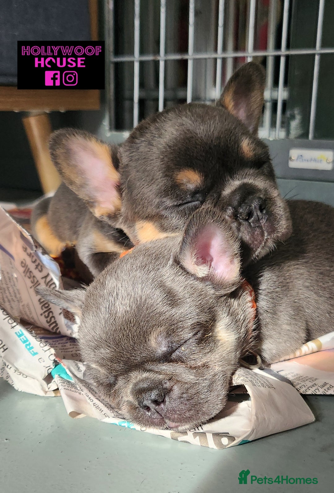 French Bulldog dogs for sale: French Bulldog Puppies - Image 5
