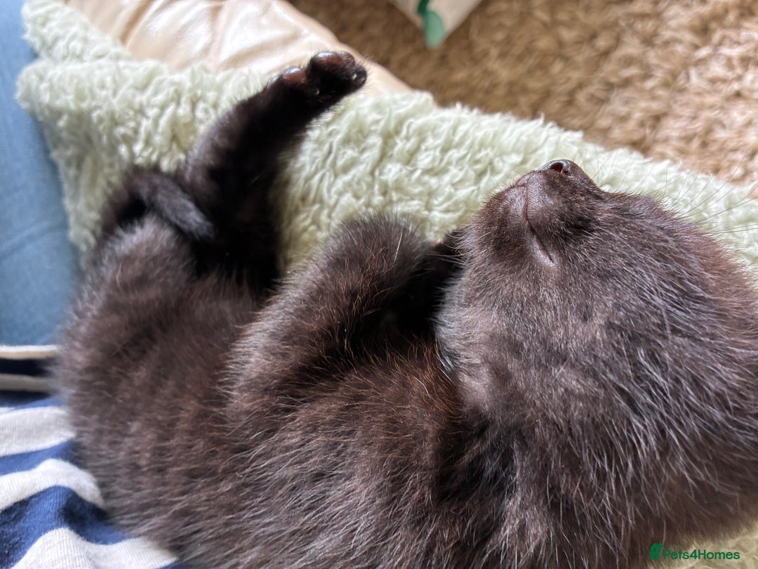 British Shorthair cats for sale: Lovely male kittens for sale - Image 1