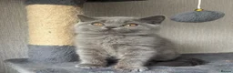 British Shorthair cats for sale: GCCF registered British shorthair- 1 BOY AVAILABLE - Advert 11
