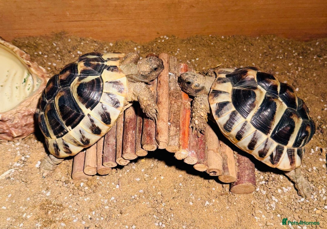 Hermann Tortoise reptiles for sale: 2 Herman Tortoises for sale  - Advert 6