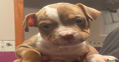 Mixed Breed dogs - Advert 2