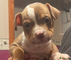 Mixed Breed dogs - Advert 2