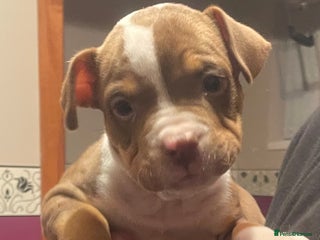 Mixed Breed dogs - Advert 1