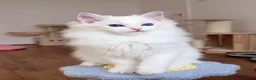 Ragdoll cats for sale: Ready To Leave Blue Lynx Ragdoll 💙Deep Blue Eyes - Advert 10