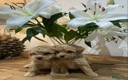 Poochon dogs for sale: F1B Poochon’s - Image 3