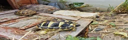 Hermann Tortoise reptiles for sale: Hermann Tortoise almost 3 years old (wildling) - Advert 13