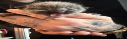 Mixed Breed cats for sale: Ragdoll x DSH kittens - Advert 14