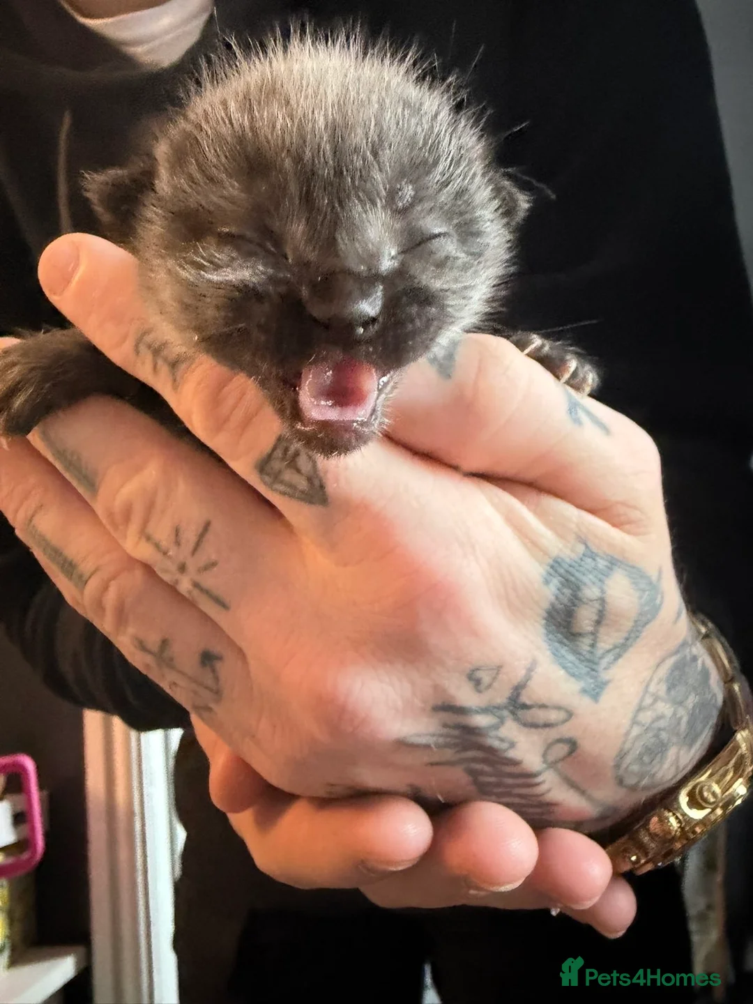 Mixed Breed cats for sale: Ragdoll x DSH kittens - Advert 14