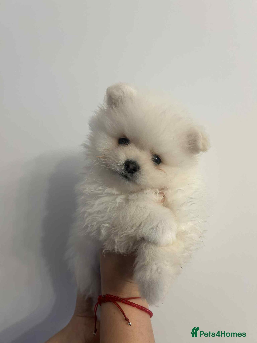 Pomeranian dogs for sale: Pomeranian Puppy  - Image 5