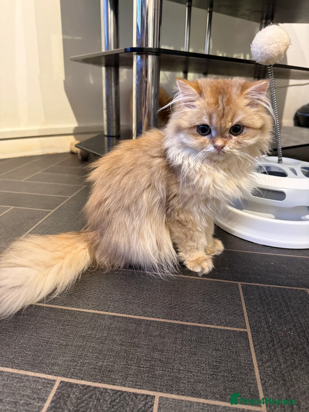 British Longhair cats for sale: GCCF reg BLH Last Chocolate Golden Male Kitten - Advert 26