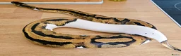Python Snake reptiles for sale: FEMALE PIED 100% Het ALBINO 50% het CLOWN - Advert 9