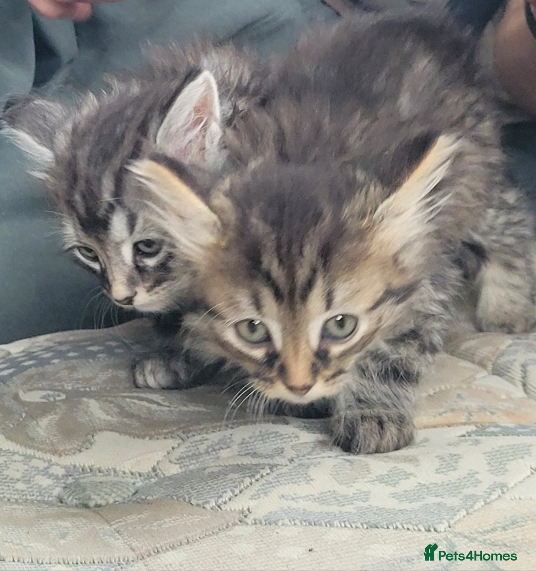 Siberian cats for sale: Hypoallergenic Traditional Siberian kittens  - Image 14
