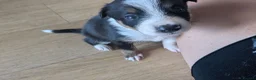 Mixed Breed dogs for sale: Welsh collie puppies  - Advert 8