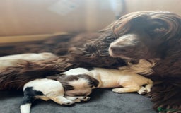 Cocker Spaniel dogs for sale: 3 KC Registered Show Cocker Spaniel Puppies  - Image 6