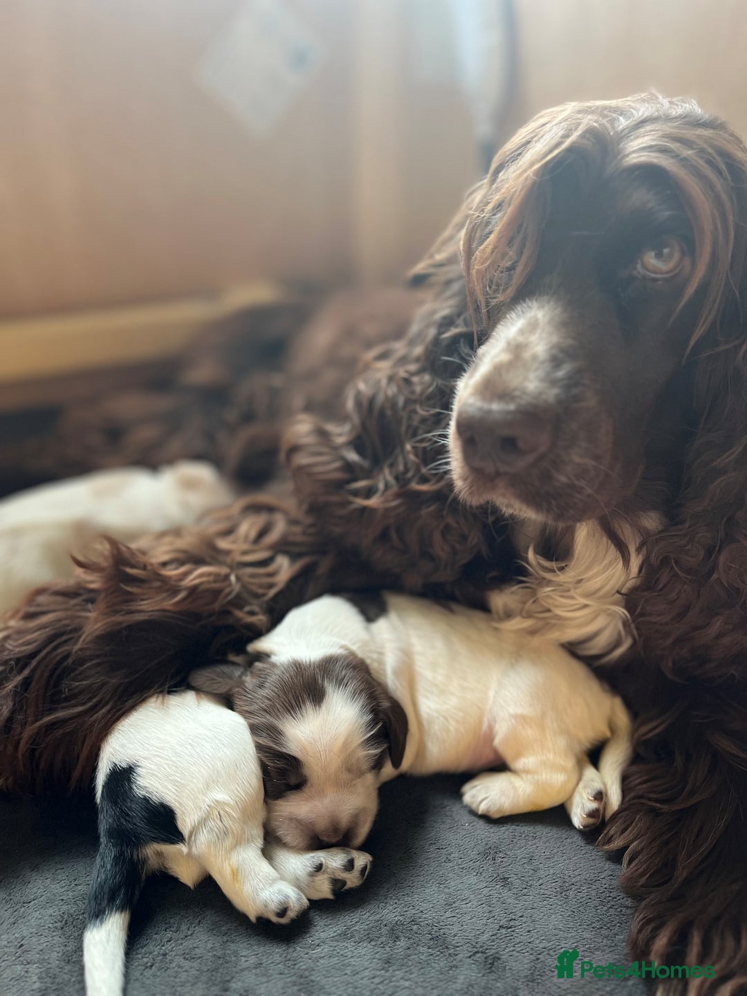 Cocker Spaniel dogs for sale: 3 KC Registered Show Cocker Spaniel Puppies  - Image 6