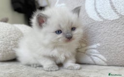 Ragdoll cats for sale: Blue Point Ragdoll Kittens! - Image 2