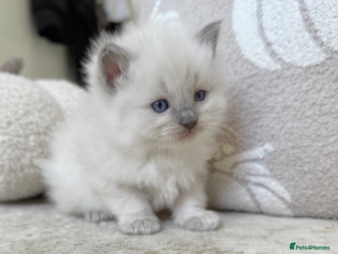 Ragdoll cats for sale: Blue Point Ragdoll Kittens! - Image 2