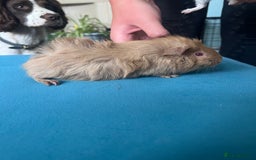 Guinea Pig rodents for sale: 2 male long haired guinea pigs - Image 3