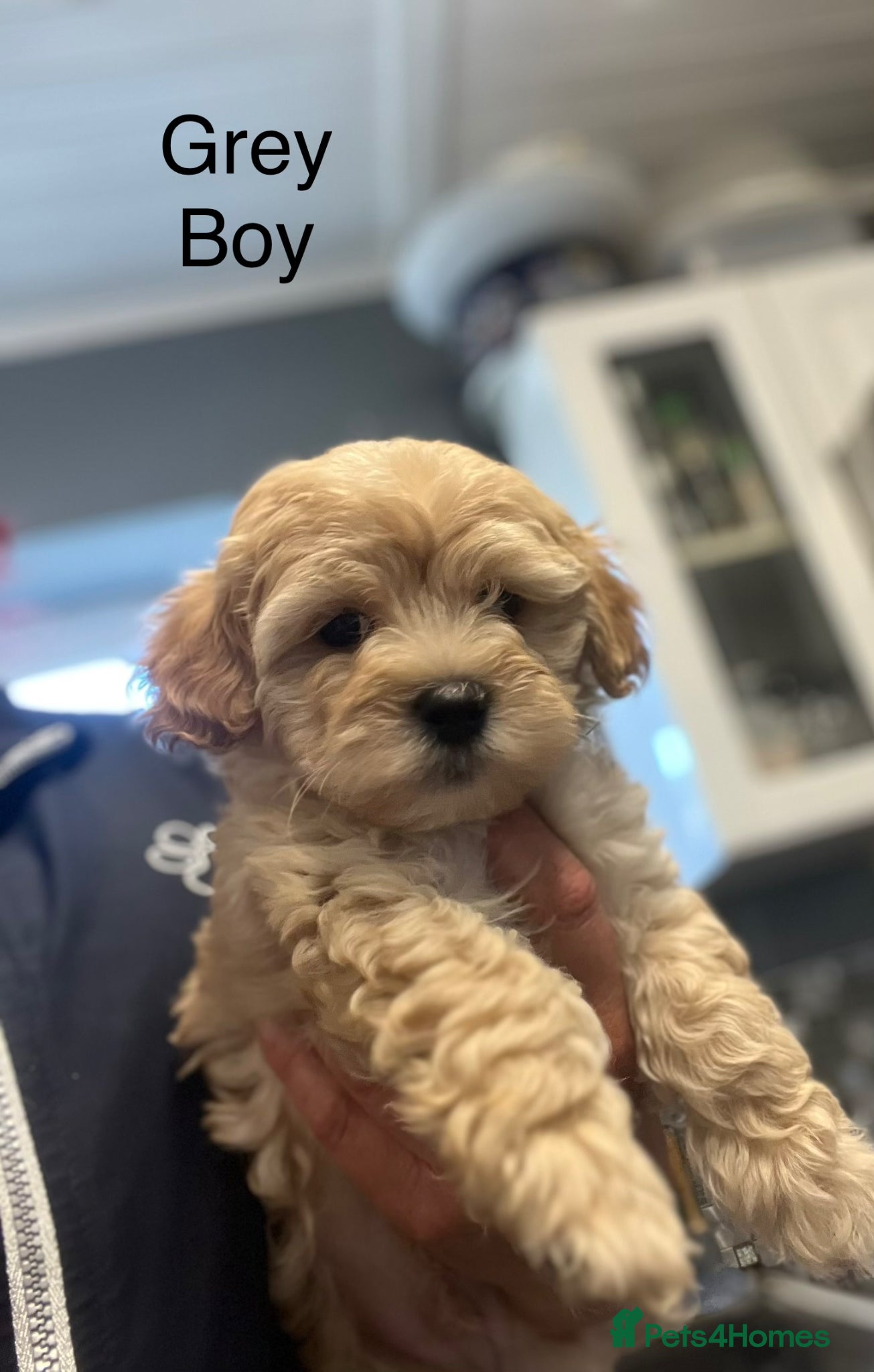 Maltipoo dogs LAST FEW BOY MALTIPOOS BOYS ONLY DNA CLEAR  - Advert 2