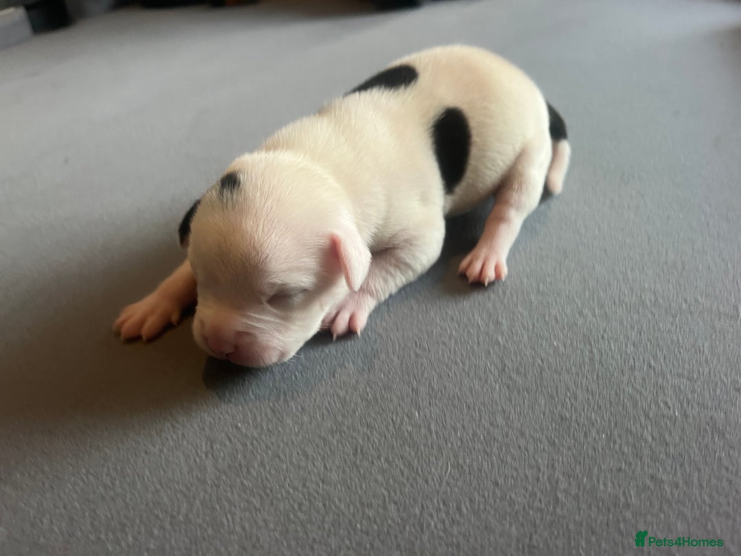 Mixed Breed dogs for sale: StaffyXAmerican bulldog puppies  - Image 15