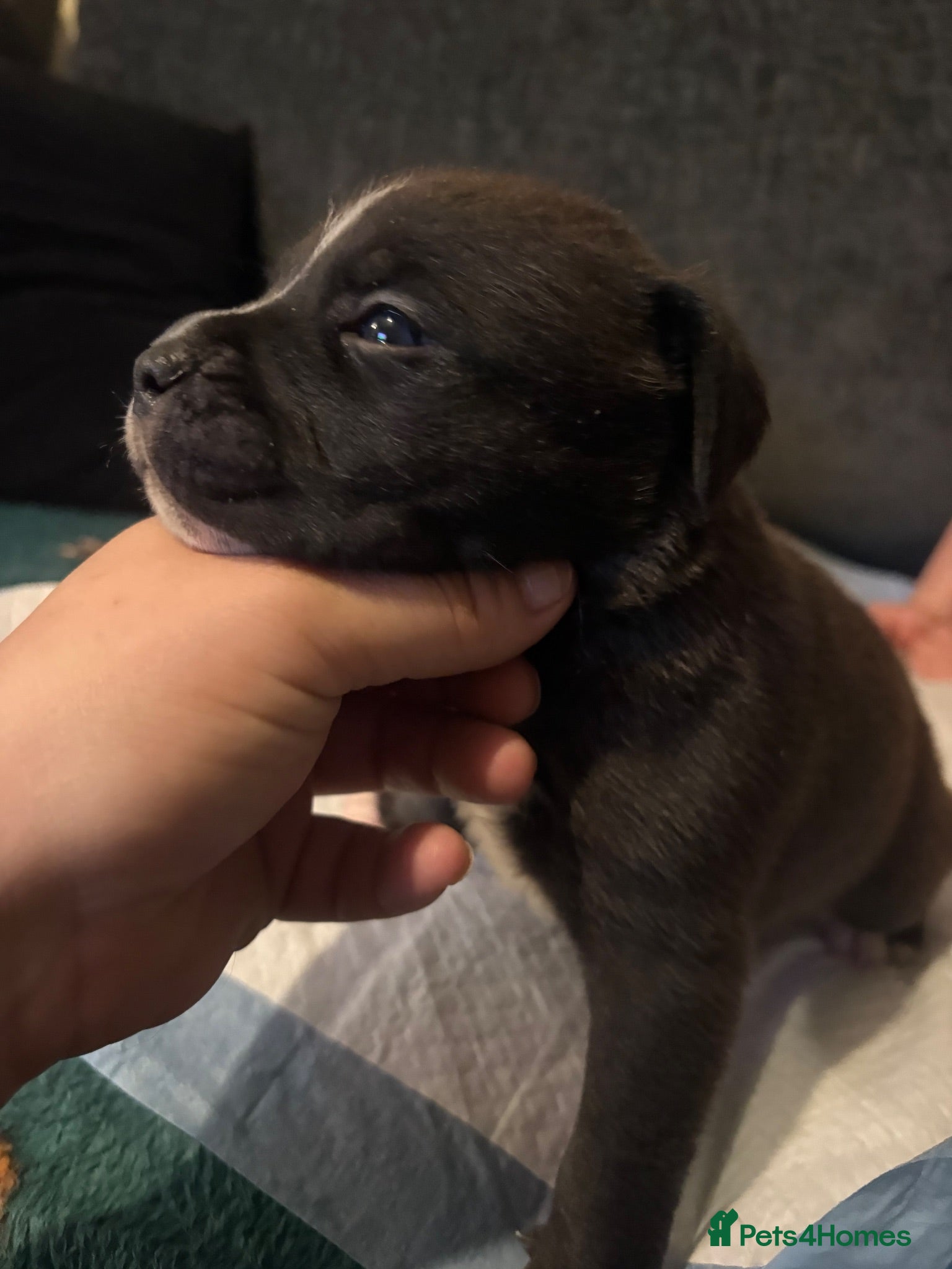 Mixed Breed dogs Staffordshire bull terrier cross American bulldog - Advert 9