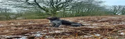 German Wirehaired Pointer dogs for sale: German Wirehaired Pointer Pups -From working Lines in Doune - Advert 3