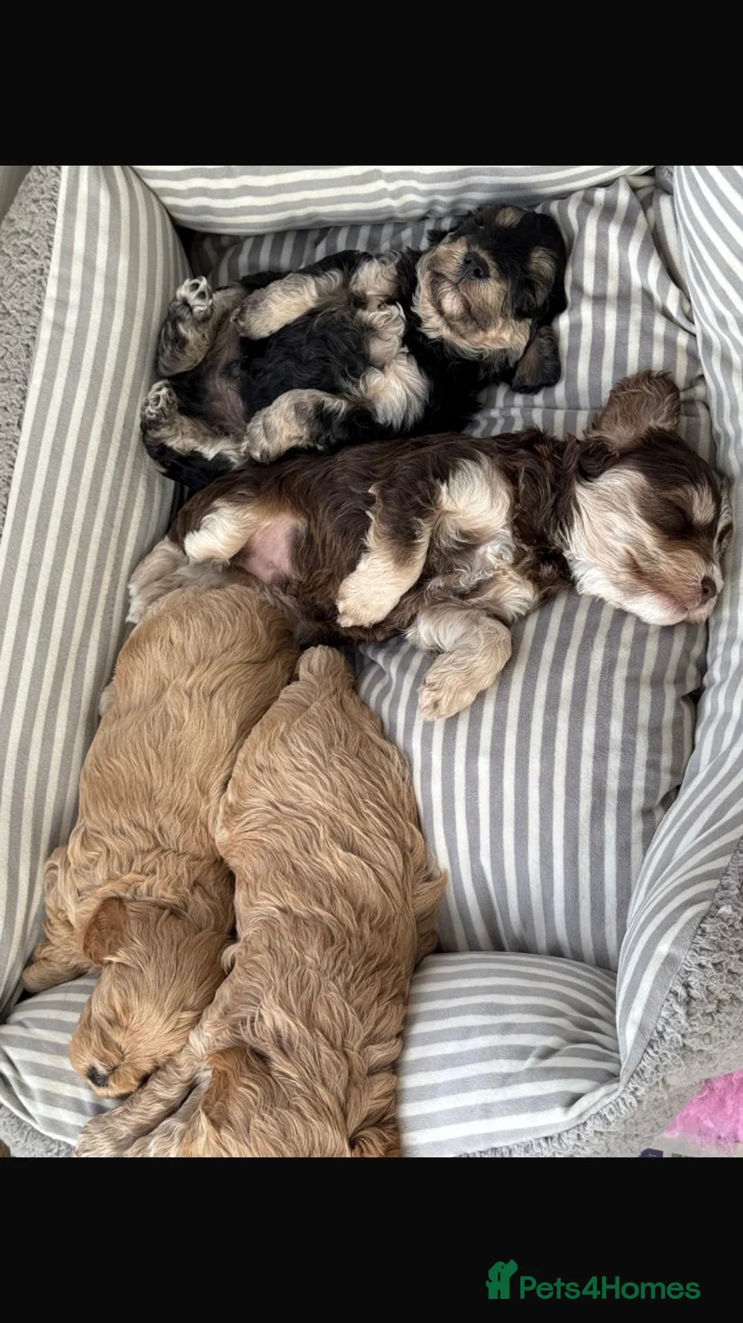 Cavapoo dogs for stud: F1B cavapoo great success rate  in Exeter - Advert 10