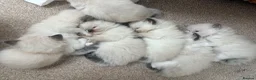 Ragdoll cats for sale: Beautiful Ragdoll kittens! in Fareham - Advert 20