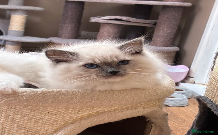Ragdoll cats - Advert 10