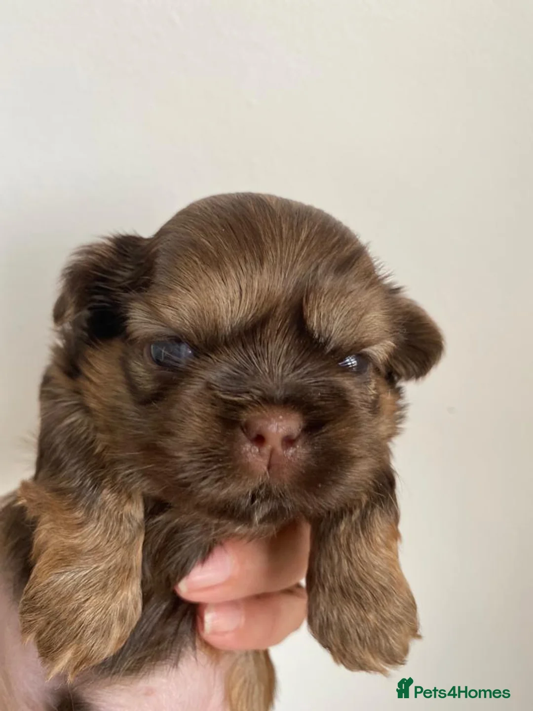 Shih Tzu dogs for stud: Stunning shihtzu stud in Wrexham - Advert 4