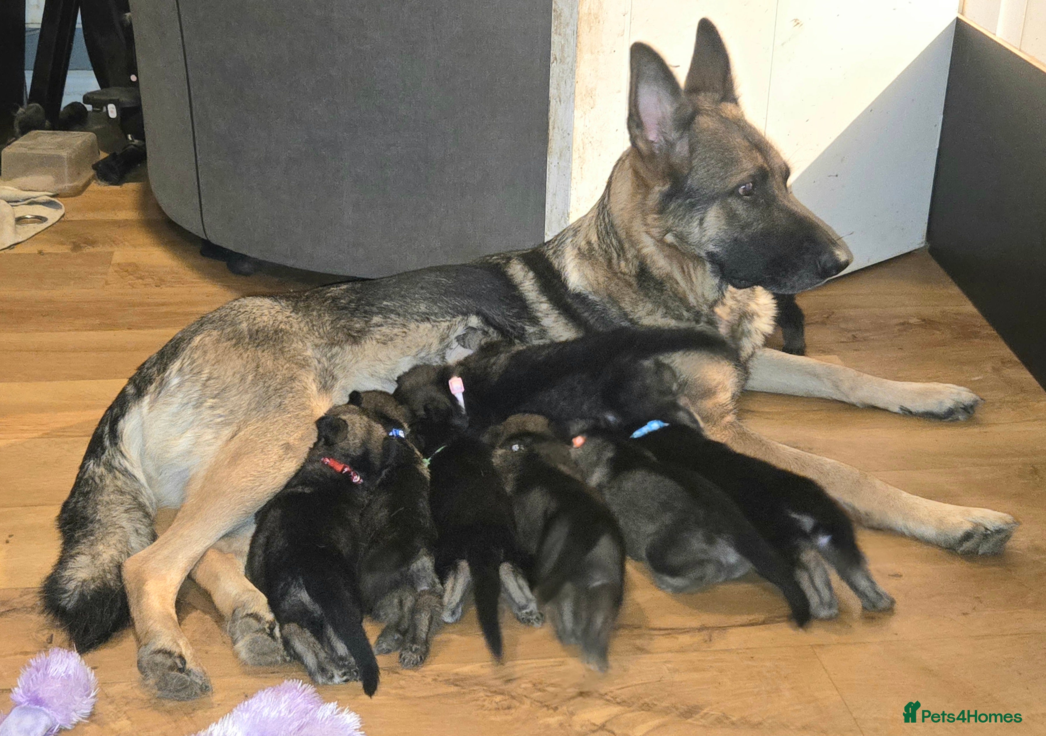 German Shepherd dogs German Shepherd Puppies - Advert 2