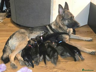 German Shepherd dogs German Shepherd Puppies - Advert 15