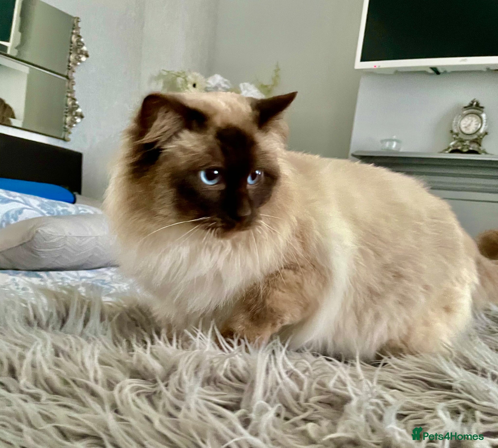 Ragdoll cats Cyborg ( STUD) Timmy) Gccf ACTIVE REG - Advert 1