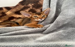 Abyssinian cats for sale: Beautiful Abyssinians kittens - Image 35
