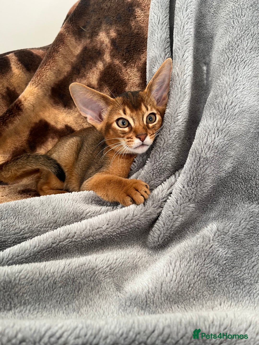 Abyssinian cats for sale: Beautiful Abyssinians kittens - Image 35