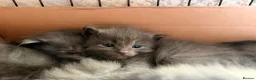 Ragcoon cats for sale: Stunning coloured Ragcoon litter  - Advert 13