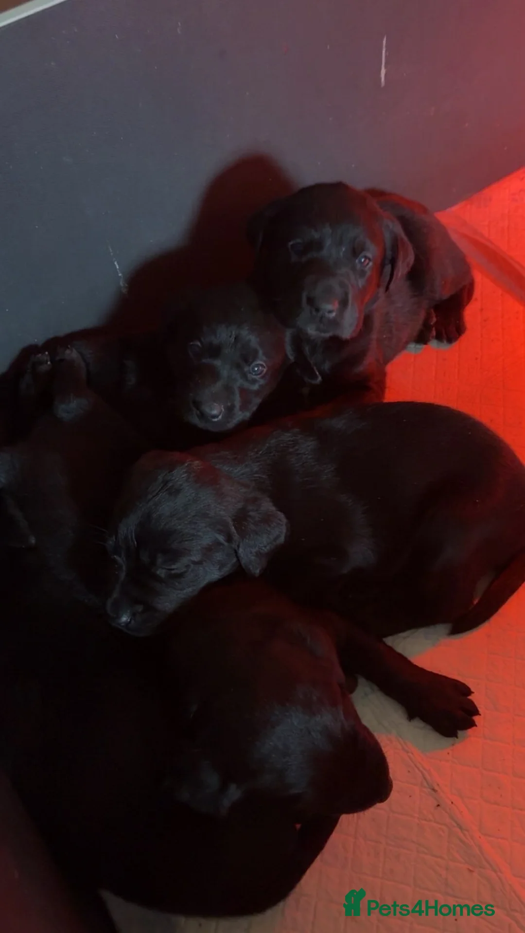 Labrador Retriever dogs for sale: Lovely litter of Labrador puppies - Advert 4