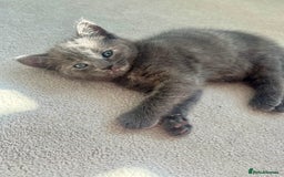 Ragdoll cats for sale: Pretty and affectionate grey ragdoll x tuxedo girl - Image 2