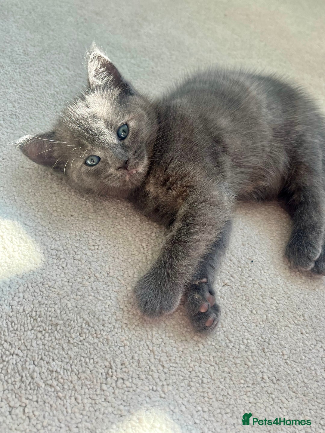 Ragdoll cats for sale: Pretty and affectionate grey ragdoll x tuxedo girl - Image 2