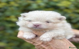 Pomeranian dogs for sale: BEAUTIFUL POMERANIAN BOYS 🧸 FACED PUPPIES!! - Image 7