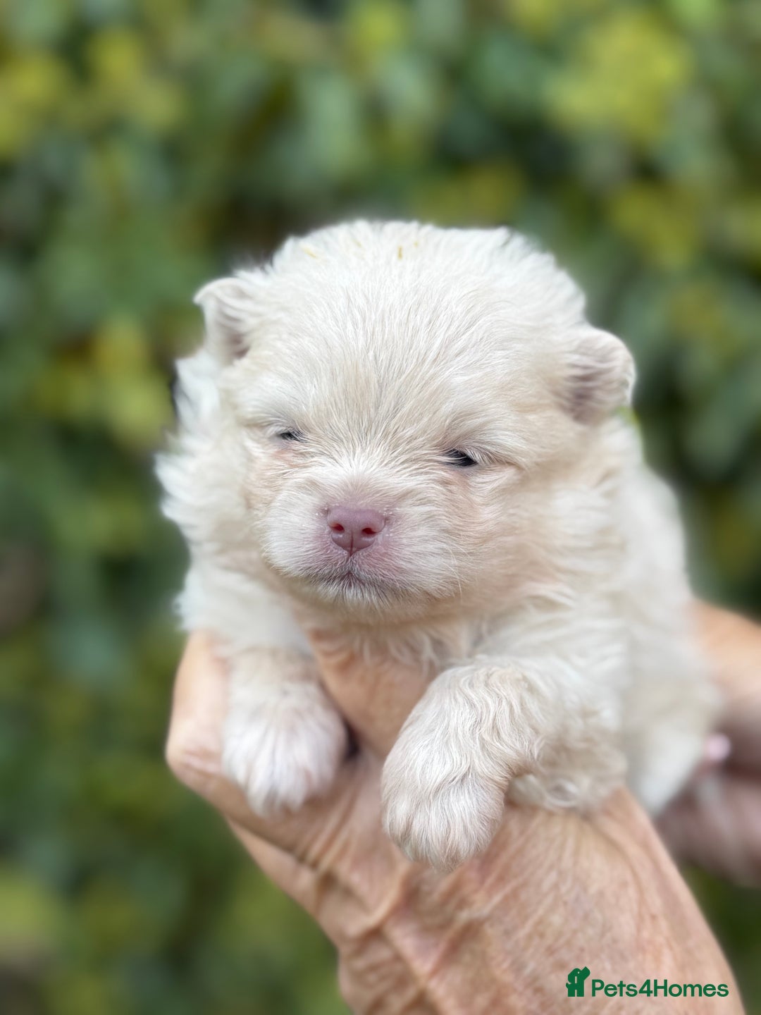 Pomeranian dogs for sale: BEAUTIFUL POMERANIAN BOYS 🧸 FACED PUPPIES!! - Image 7