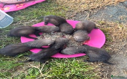Ferret rodents for sale: Beautiful black ferret kits  - Image 1