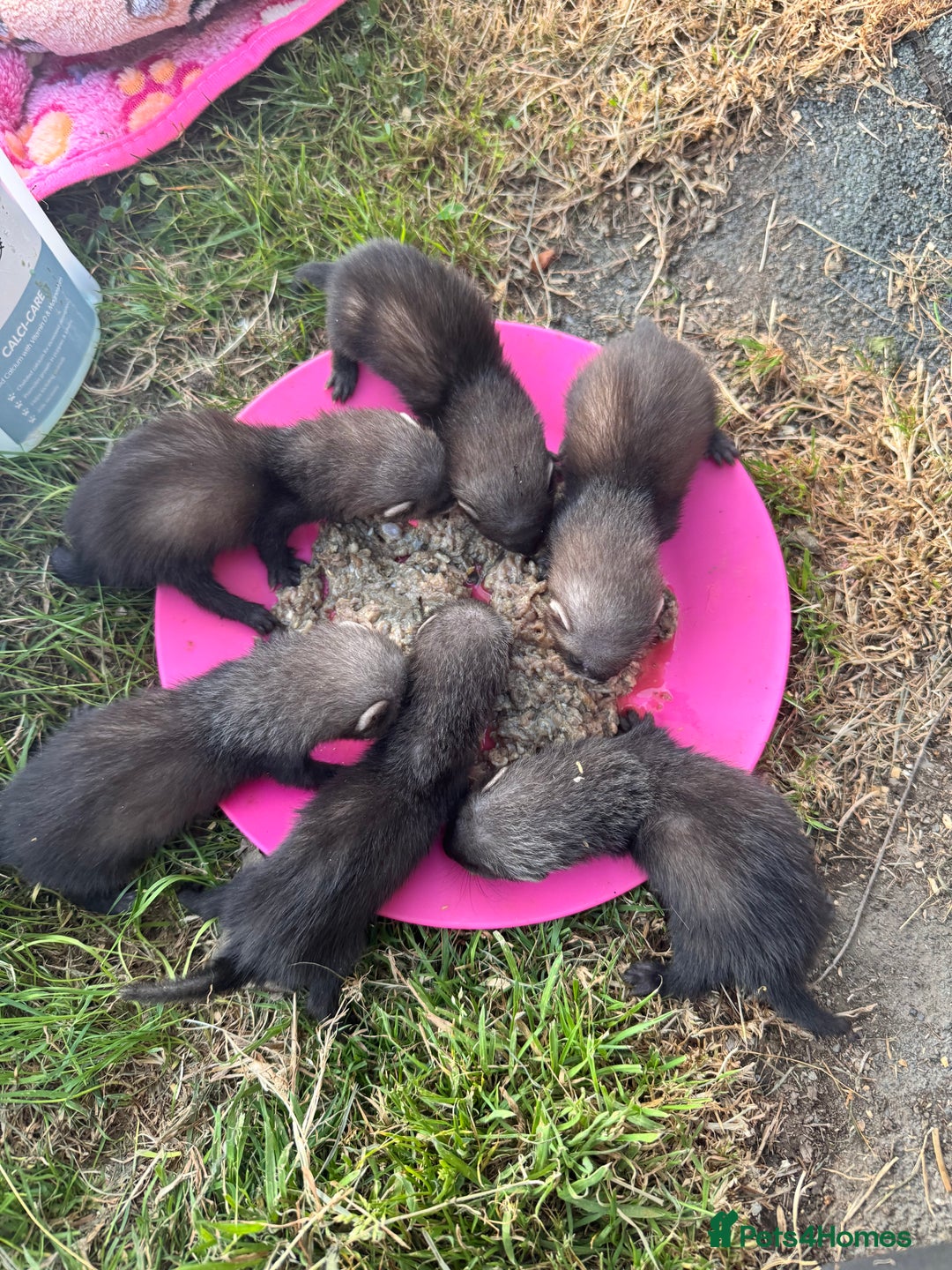 Ferret rodents for sale: Beautiful black ferret kits  - Image 1