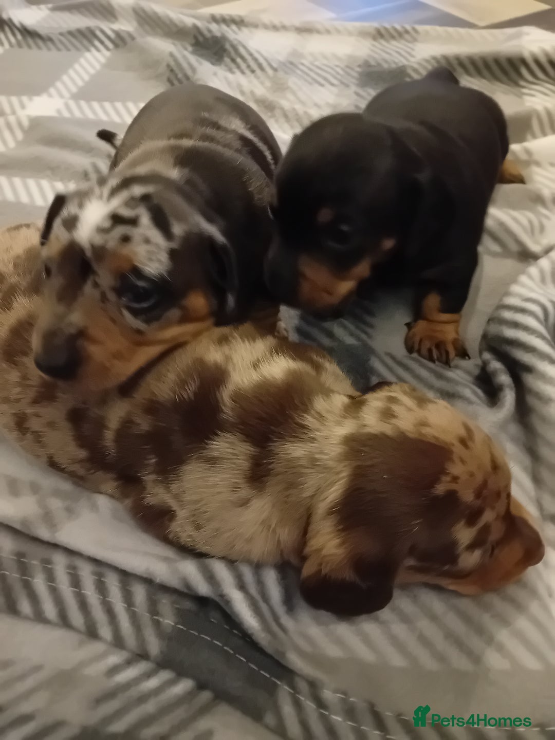 Dachshund dogs for sale: 3 beautiful dachshund puppies  - Advert 1
