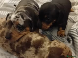 Dachshund dogs 3 beautiful dachshund puppies - Advert 6