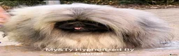 Pekingese dogs for sale: Stunning high quality Pekingese puppies  - Advert 6